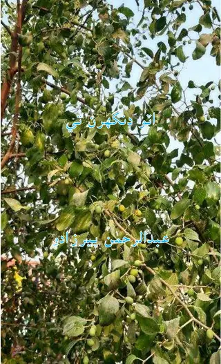 Aṭo Ḍhingaran Te