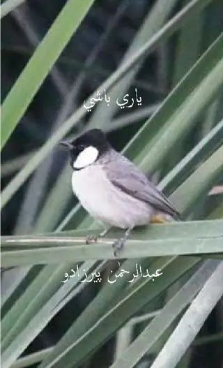 Yārī Bāshī (Shāʻirī)