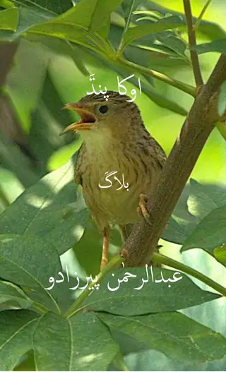 Okha Pandh (Blog)