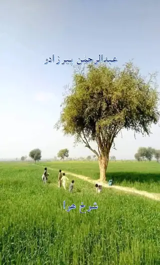 Shoukh Hawa