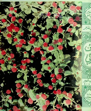 Monthly Na'īn Zindagī Vol. 11 No. 9 (1958)