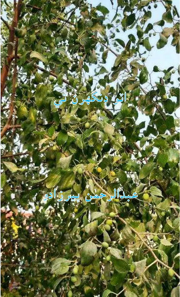 Aṭo Ḍhingaran Te